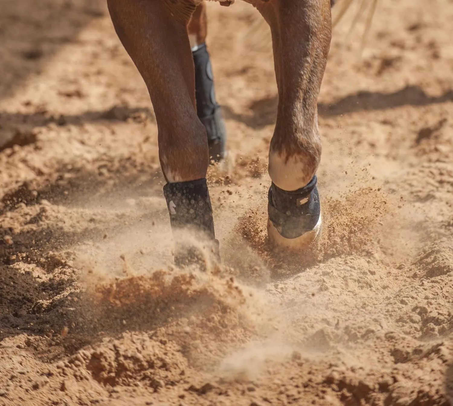Classic Equine Legacy2 Support Boots