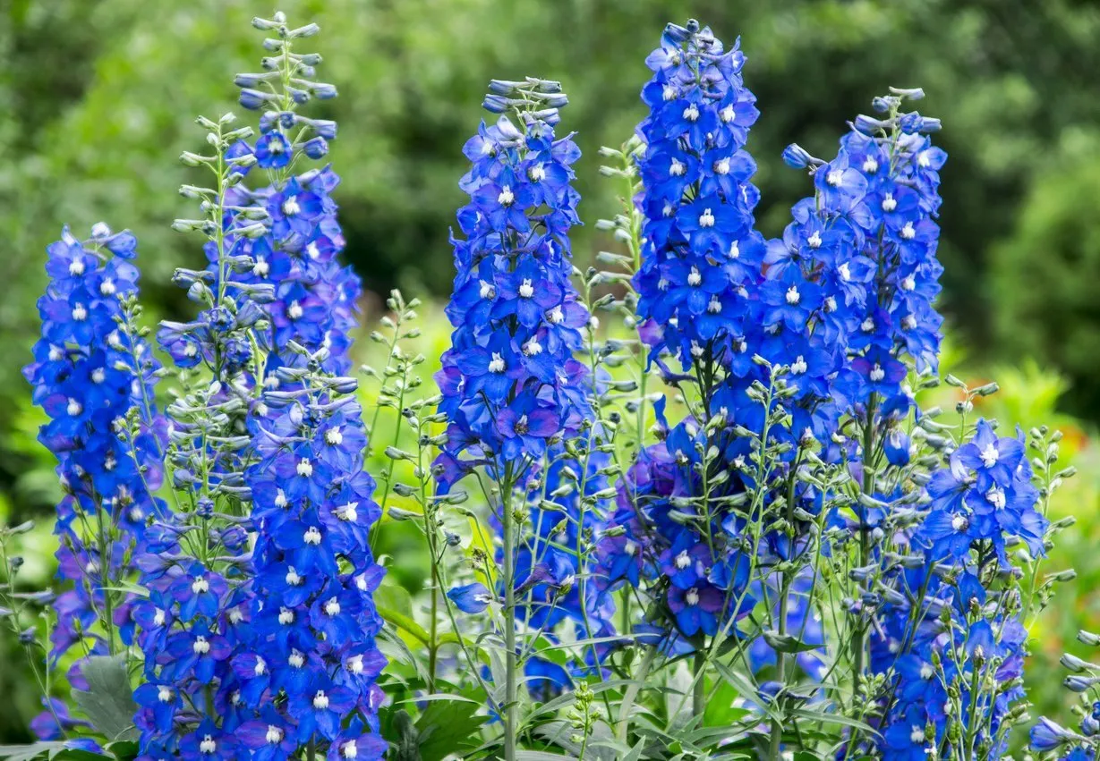 Hidcote Blue Lavender Jacket